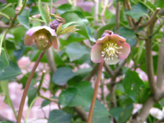 Helleborus orientalis Hybriden bestellen